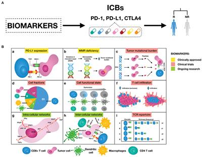 Frontiers | Toward Systems Biomarkers Of Response To Immune Checkpoint ...